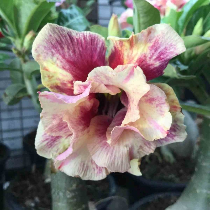 Adenium obesum cv.Golden year