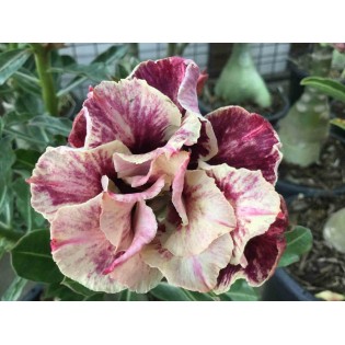 Adenium obesum cv.Golden year