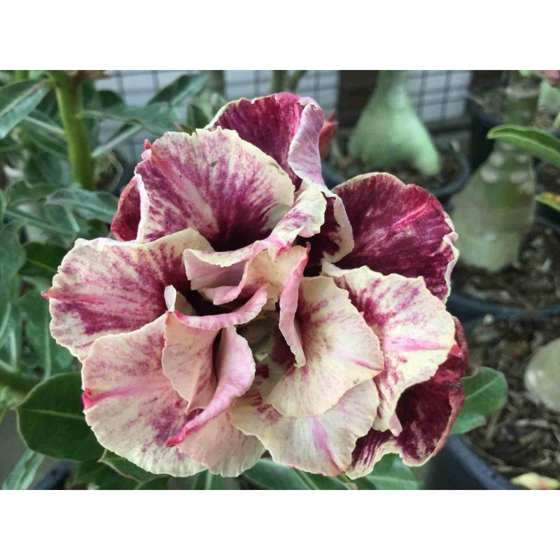 Adenium obesum cv.Golden year