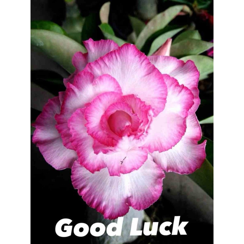 Adenium obesum cv.Good Luck