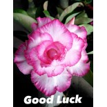 Adenium obesum cv.Bonne chance