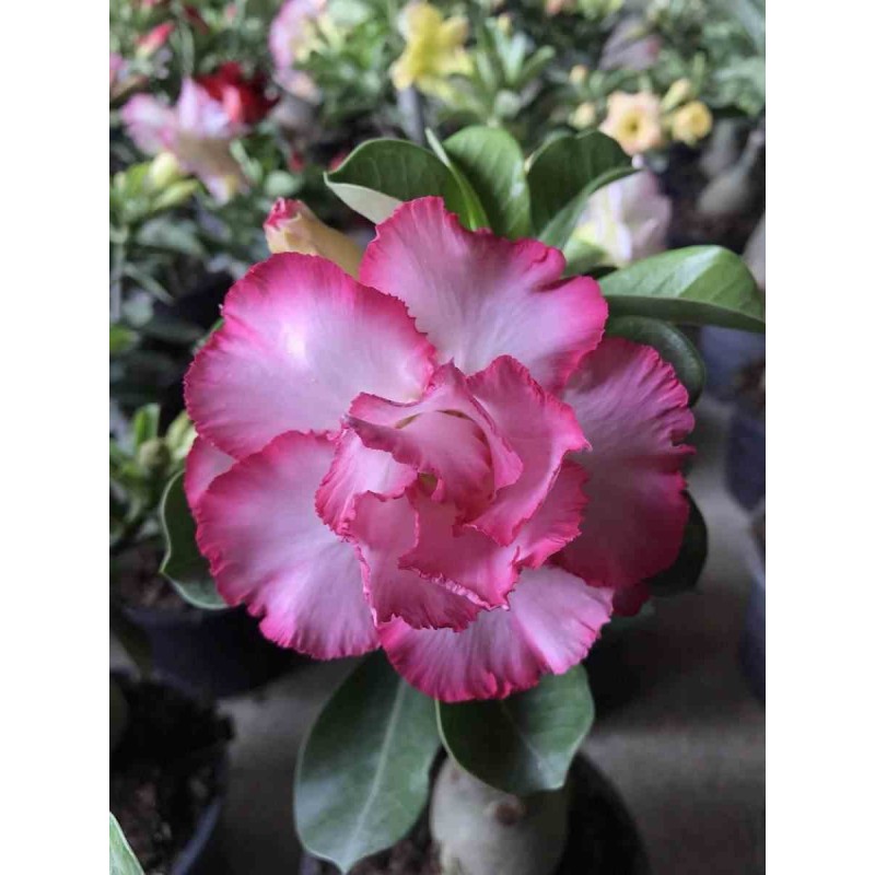 Adenium obesum cv.Good Luck