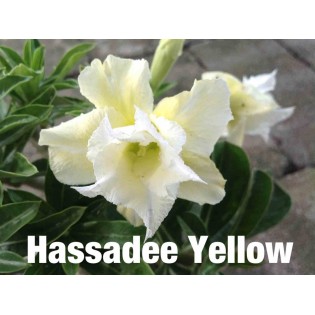 Adenium obesum cv.Hussadee Yelow