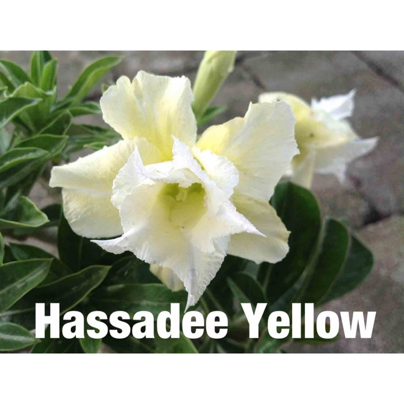 Adenium obesum cv.Hussadee Yelow