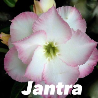 Adenium obesum cv.Jantra