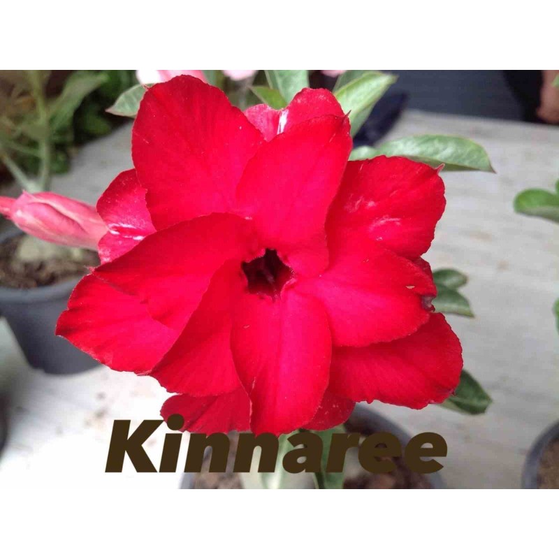 Adenium obesum cv.Kinnaree