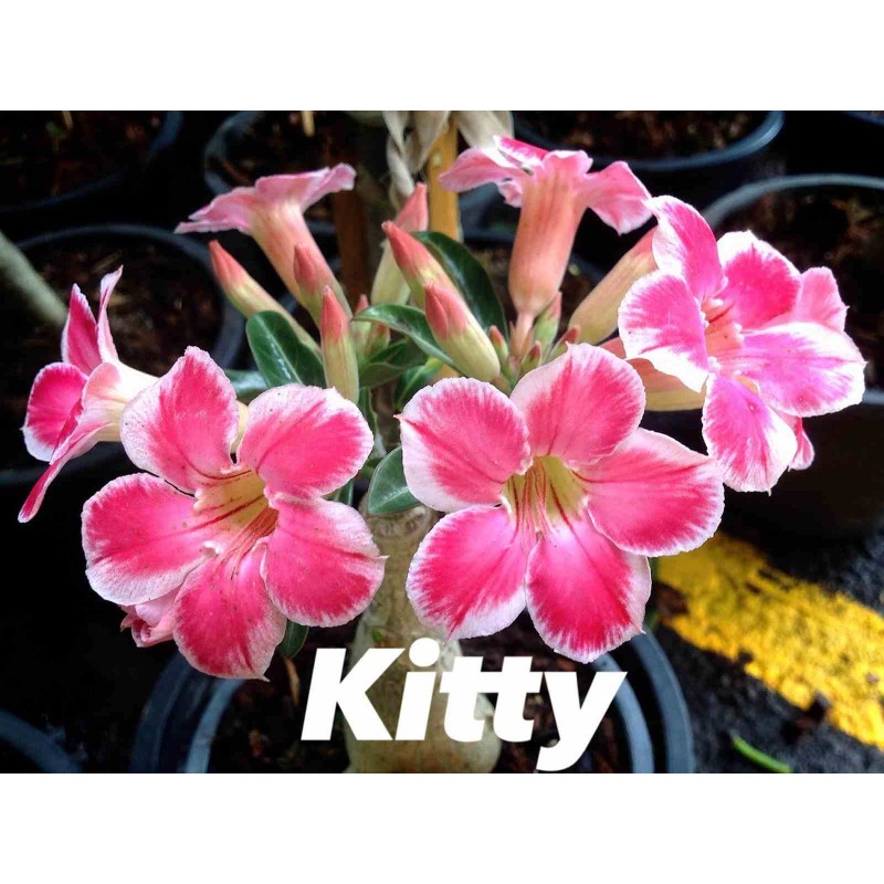 Adenium obesum cv. Kitty