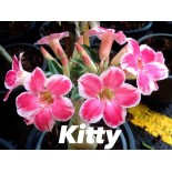 Adenium obesum cv. Kitty
