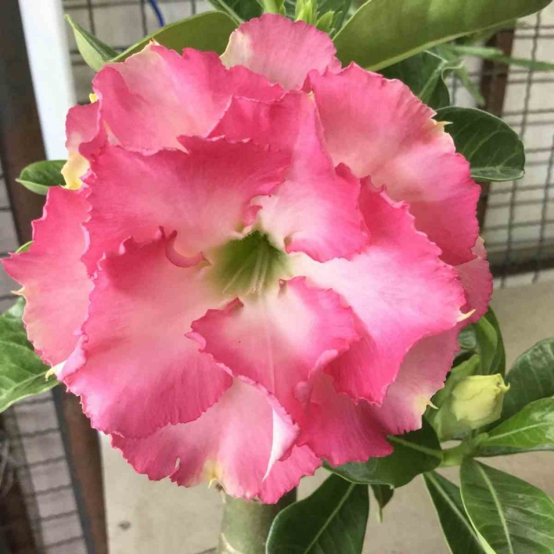 Adenium obesum cv.Leera Pink