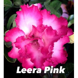 Adenium obesum cv.Leera Pink