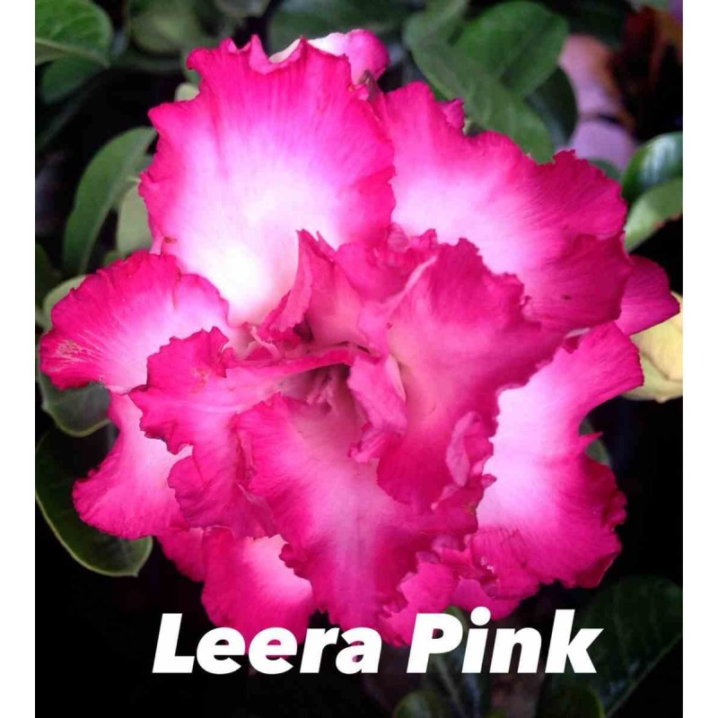 Adenium obesum cv.Leera Pink