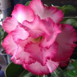 Adenium obesum cv.Leera Pink