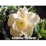 Adenium obesum cv.Lemon yellow