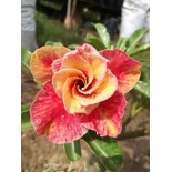 Adenium obesum cv.Mannakan