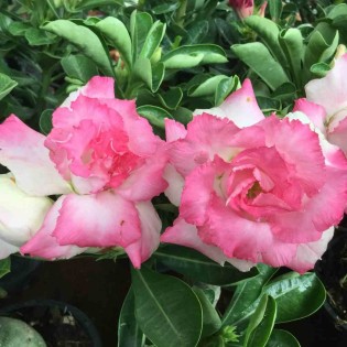 Adenium obesum cv.Missteen