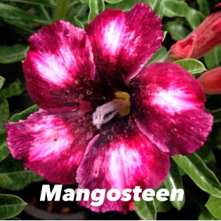 Adenium obesum cv.Mongo Steen