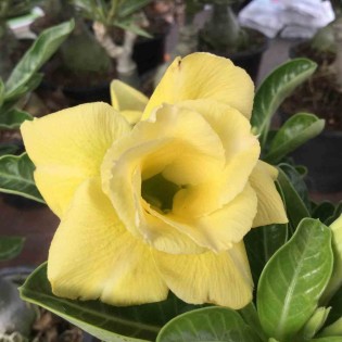 Adenium obesum cv.Moon light