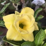 Adenium obesum cv.Moon light