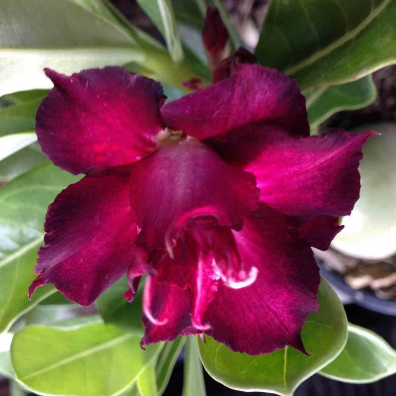 Adenium obesum cv.Muang Dang