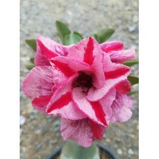 Adenium obesum cv.Muang PP