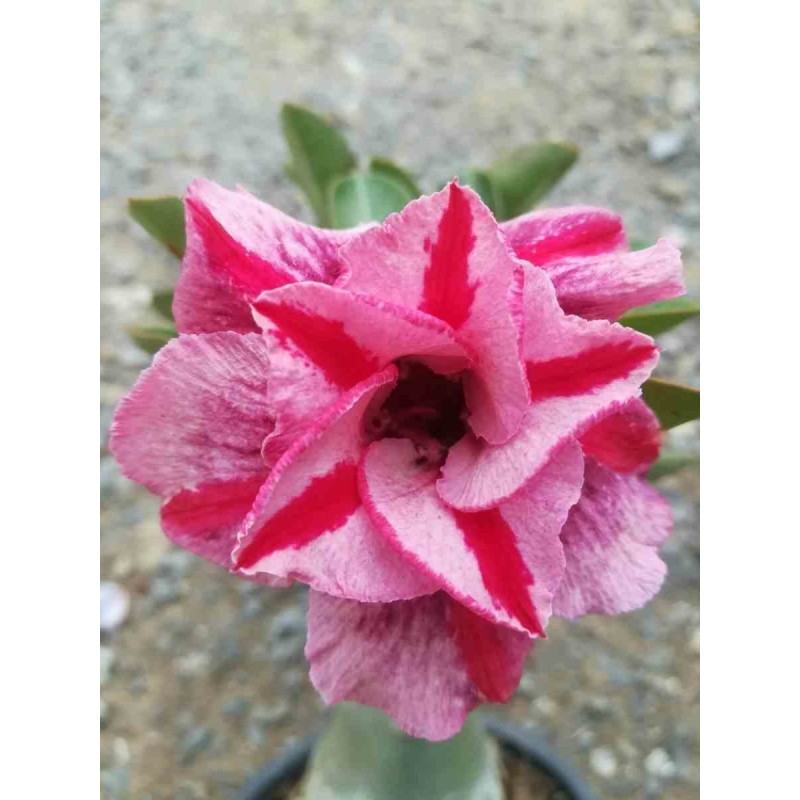 Adenium obesum cv. Muang PP