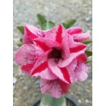 Adenium obesum cv.Muang PP