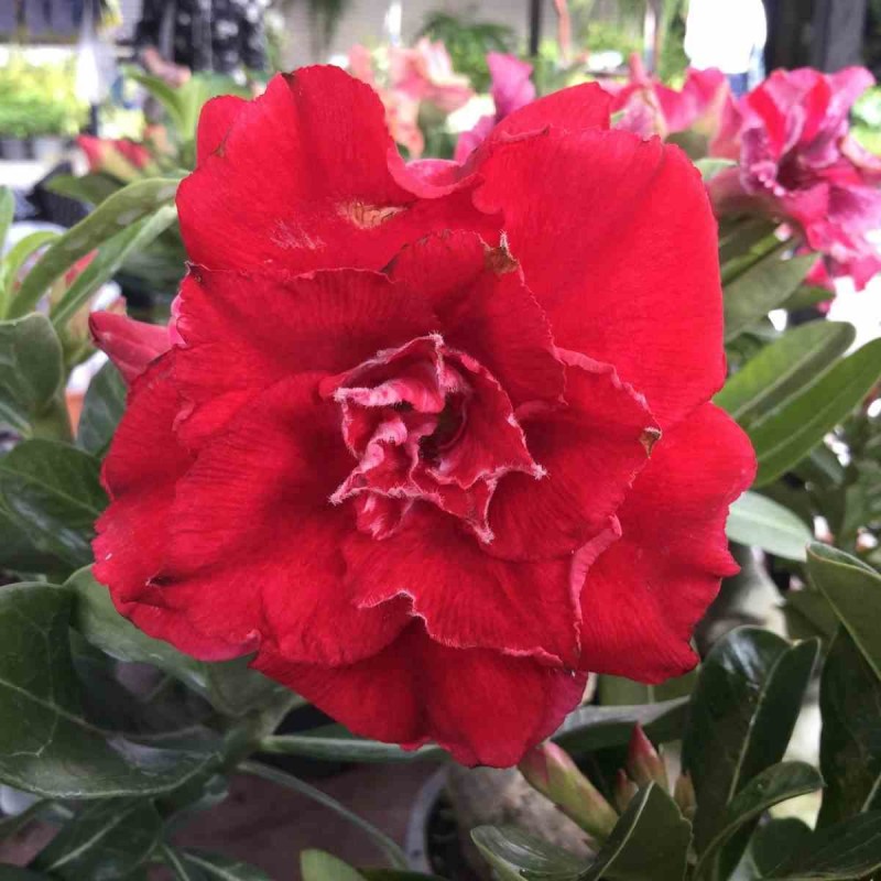 Adenium obesum cv.Nakarad red