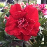 Adenium obesum cv.Nakarad red