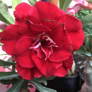 Adenium obesum cv.Nakarad red