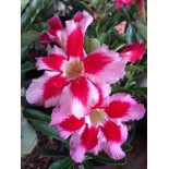 Adenium obesum cv. Neostar