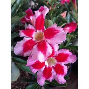 Adenium obesum cv. Neostar