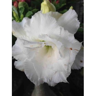 Adenium obesum cv.Numchok white