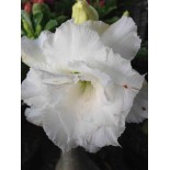 Adenium obesum cv.Numchok white