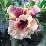 Adenium obesum cv.Of Love