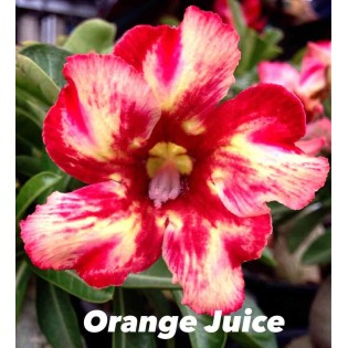 Adenium obesum cv.Orange juice