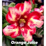 Adenium obesum cv.Orange juice