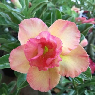 Adenium obesum cv.Peach