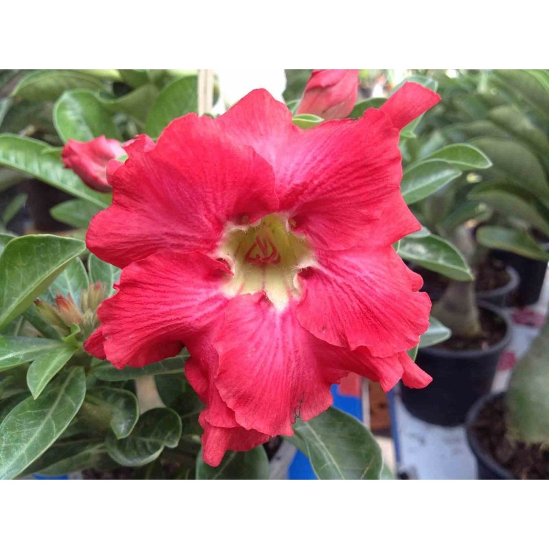 Adenium obesum cv.Phubet Red