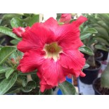 Adenium obesum cv.Phubet Rouge