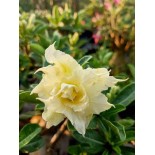 Adenium obesum cv.Pie Apple