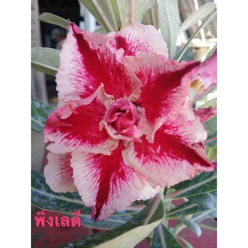 Adenium obesum cv.Pink lady