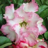 Adenium obesum cv.Tarte Pinky