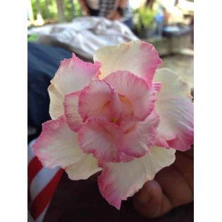 Adenium obesum cv.Pinky pie