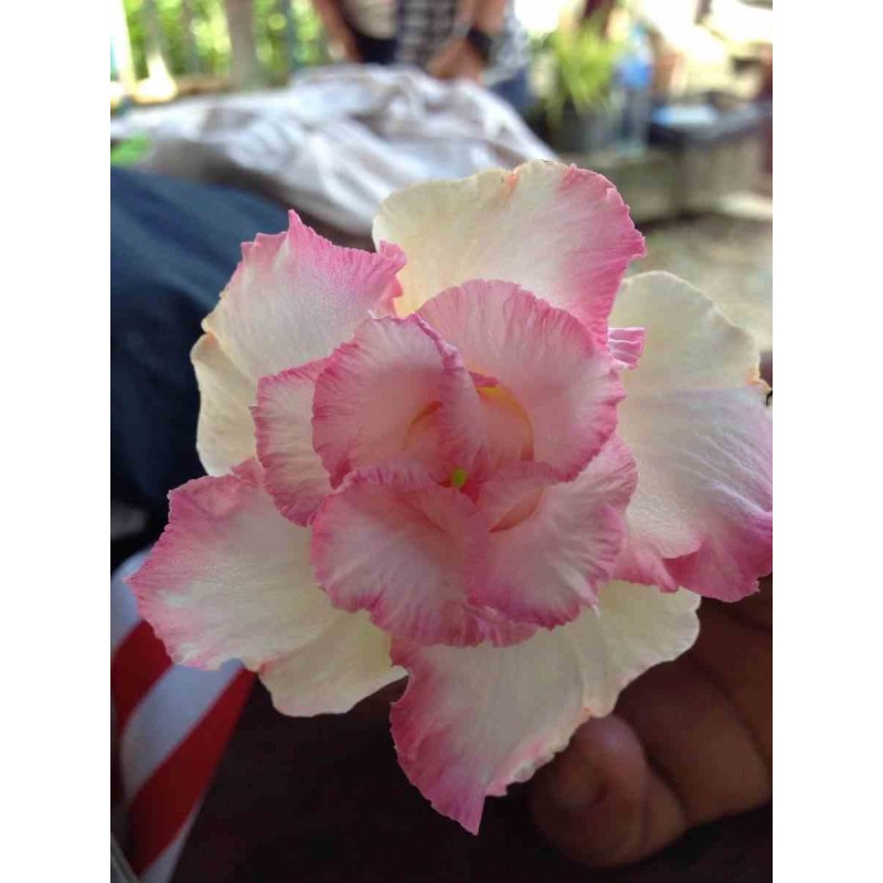 Adenium obesum cv.Pinky pie