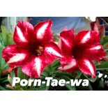 Adenium obesum cv.Pornteva
