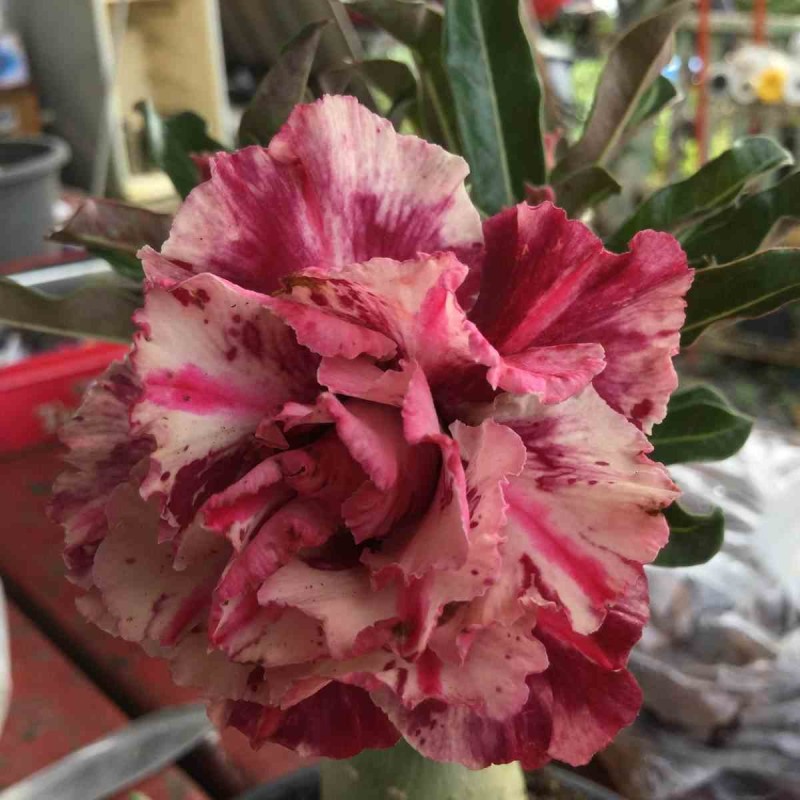 Adenium obesum cv.Purple rain