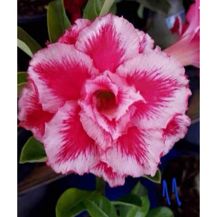 Adenium obesum cv.Rainbow