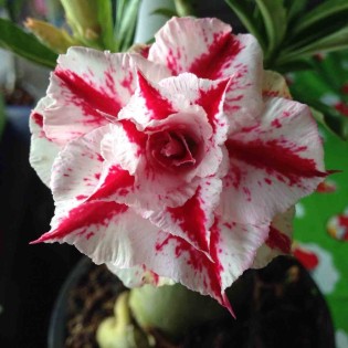 Adenium obesum cv.Rung Nirun