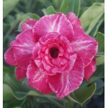 Adenium obesum cv.Rung taveesap