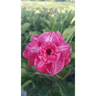Adenium obesum cv.Rung taveesap